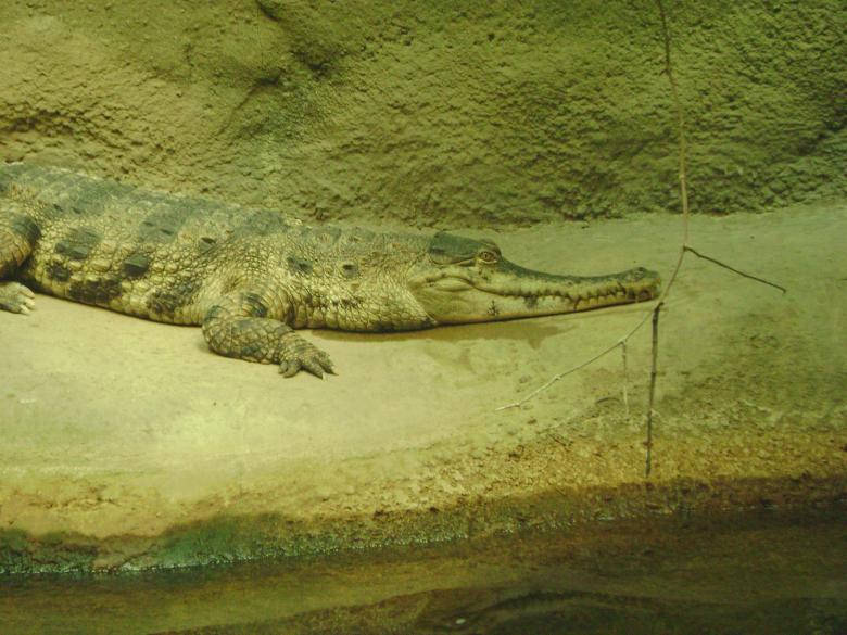 780X585 Alligator Wallpaper and Background