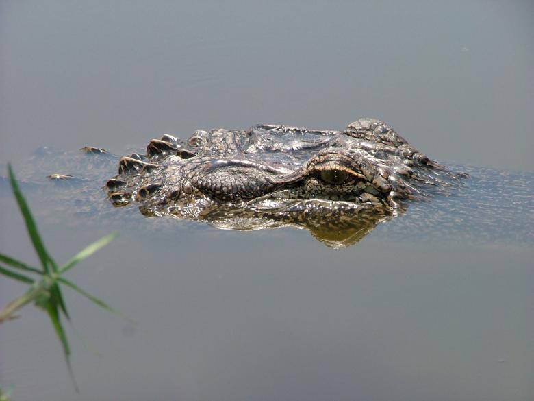 780X585 Alligator Wallpaper and Background
