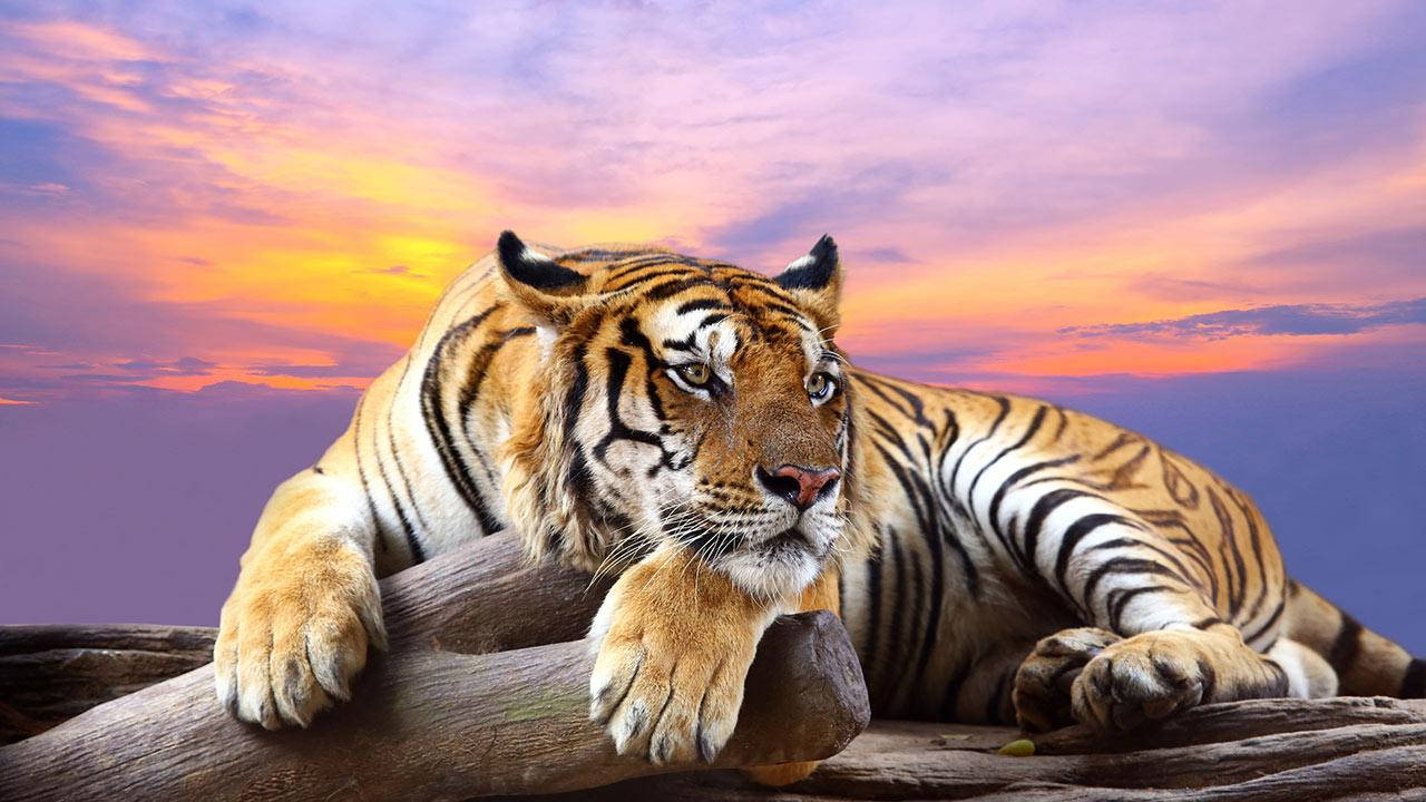 1280X720 Animal Wallpaper and Background