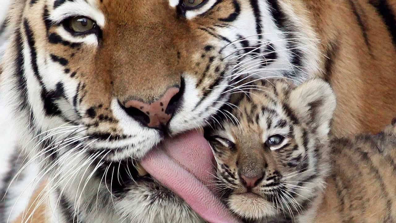 1280X720 Animal Wallpaper and Background