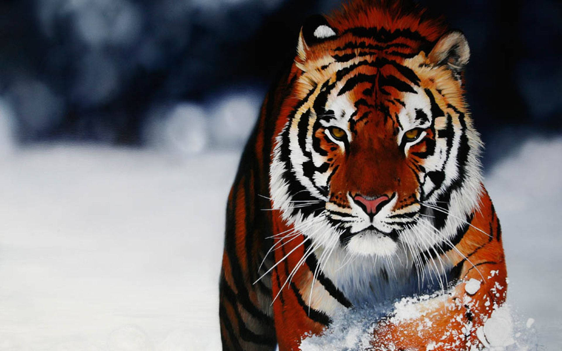 Animal 1920X1200 Wallpaper and Background Image