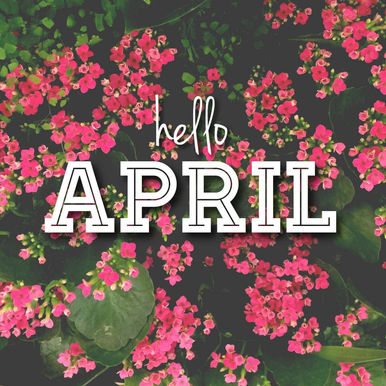 April 1280X1280 Wallpaper and Background Image