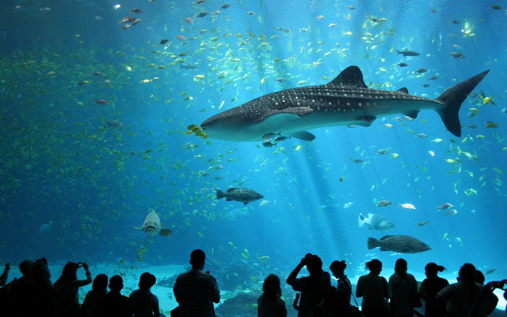 Aquarium 2560X1600 Wallpaper and Background Image