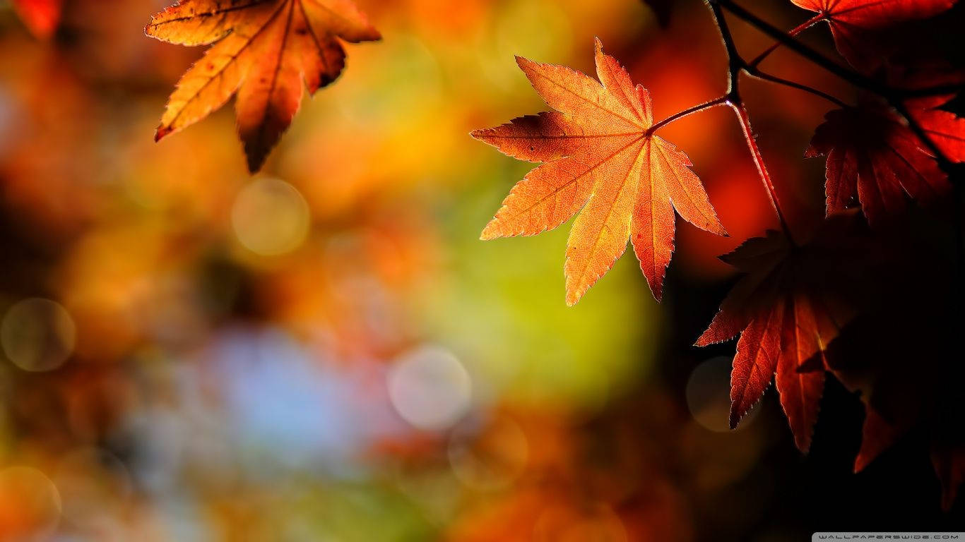 Autumn 1366X768 Wallpaper and Background Image