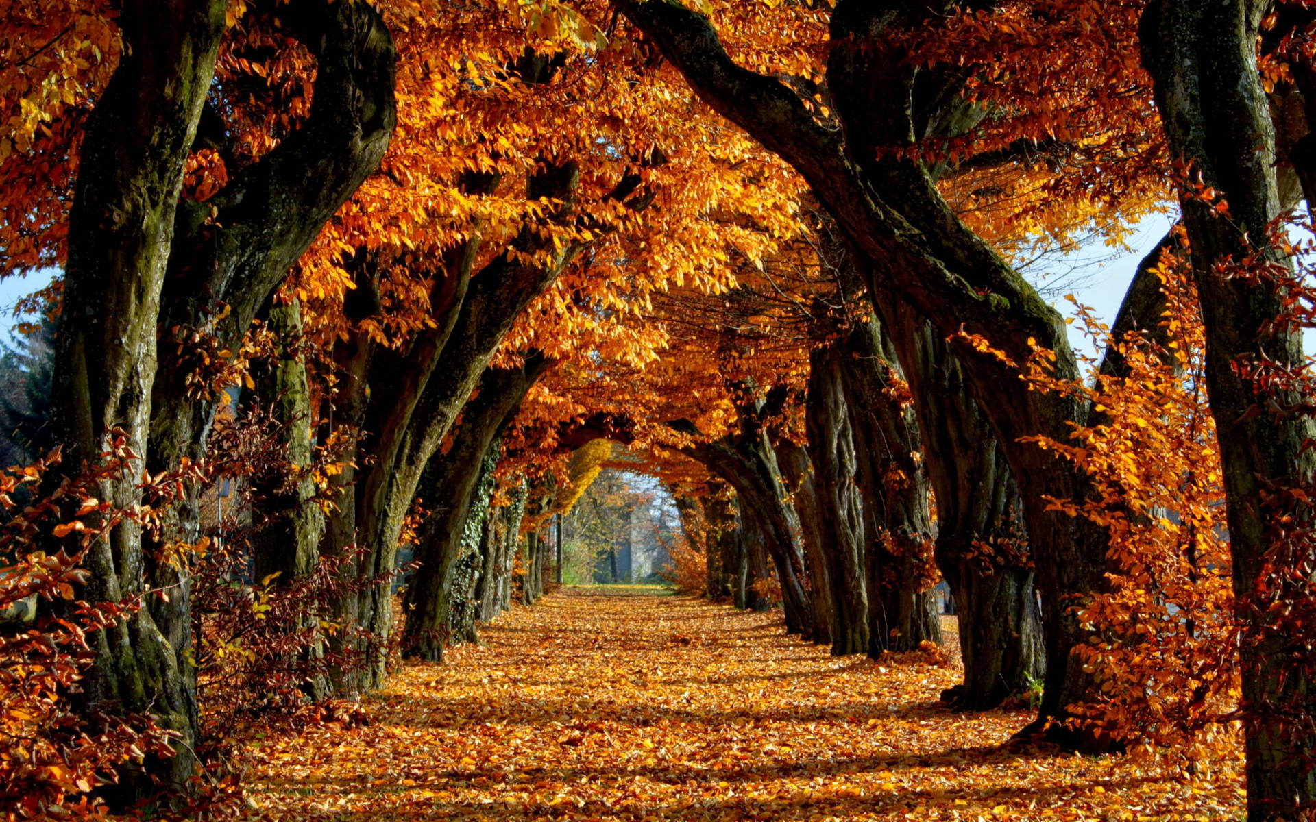 Autumn 2560X1600 Wallpaper and Background Image