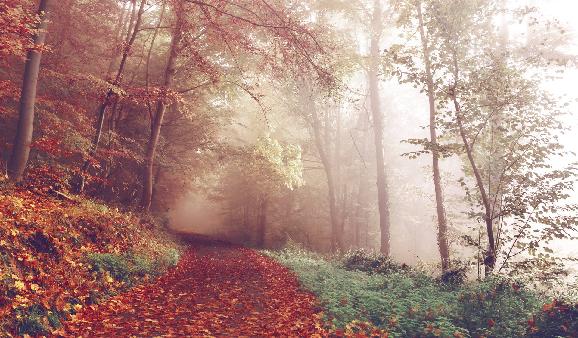 4616X2699 Autumn Wallpaper and Background