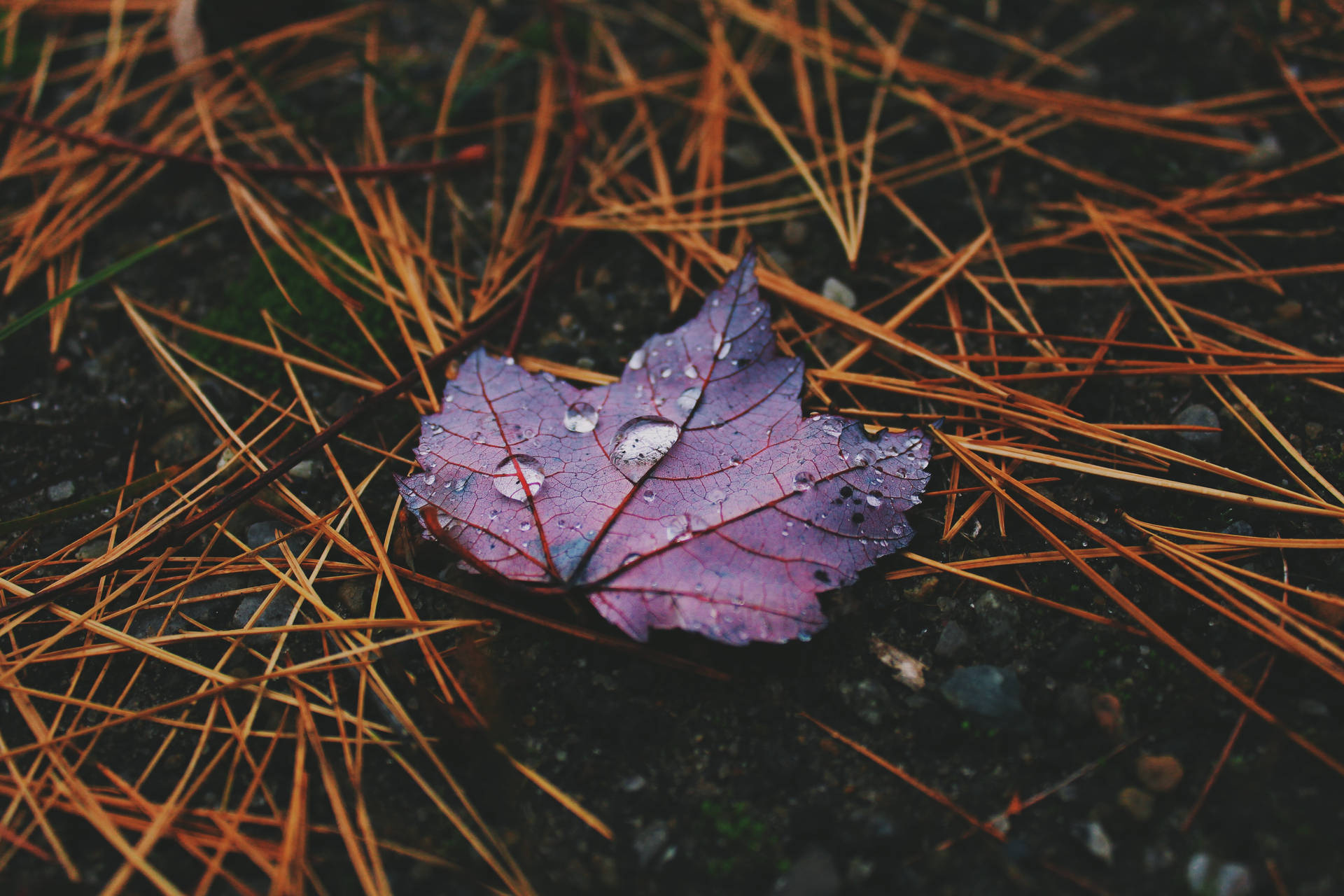 Autumn 5184X3456 Wallpaper and Background Image