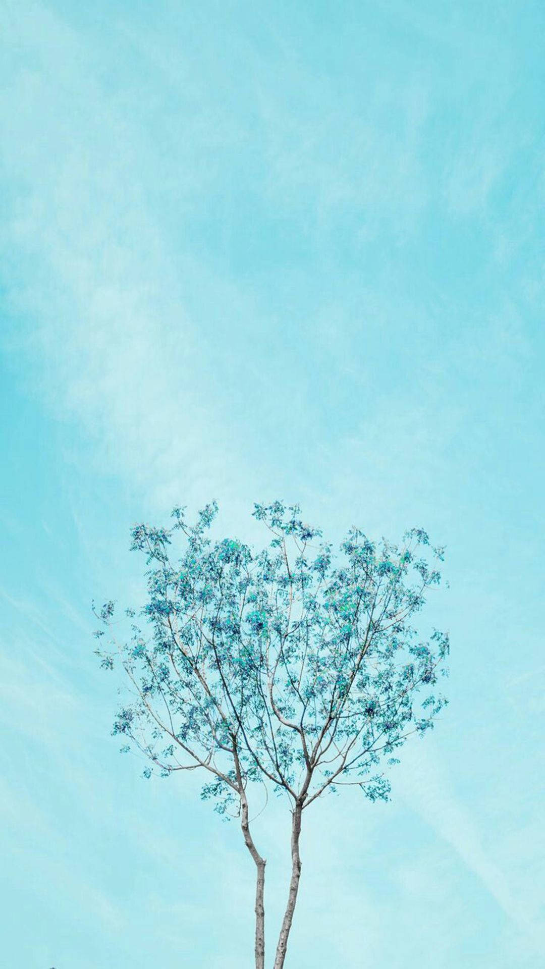 Baby Blue 1080X1920 Wallpaper and Background Image
