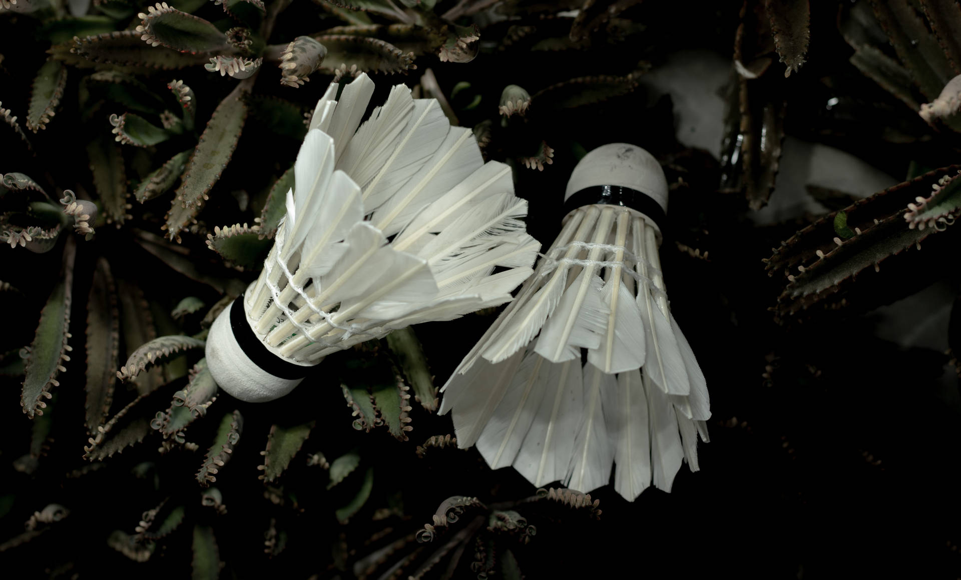 Badminton 5999X3623 Wallpaper and Background Image
