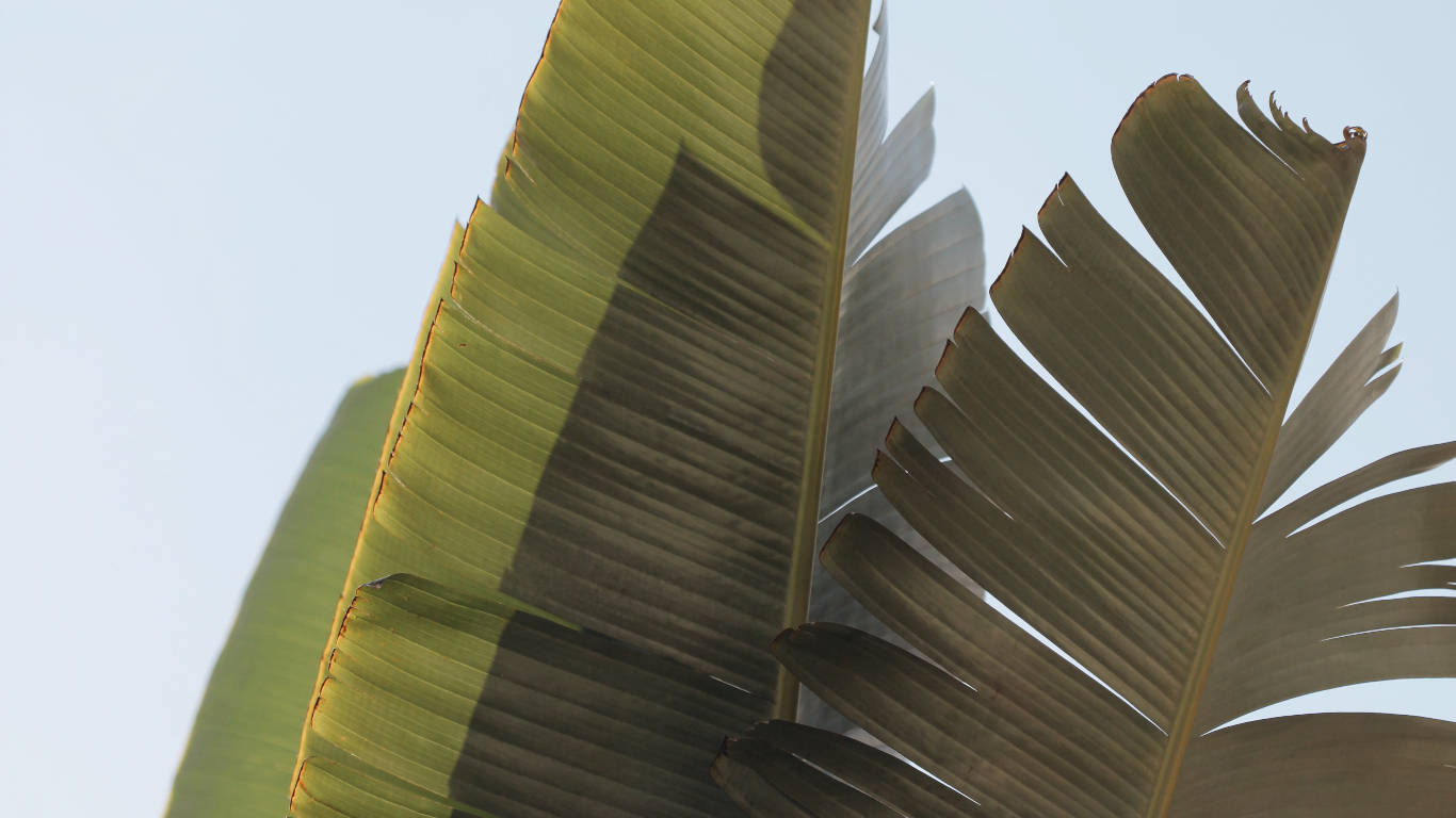 1366X768 Banana Leaf Wallpaper and Background