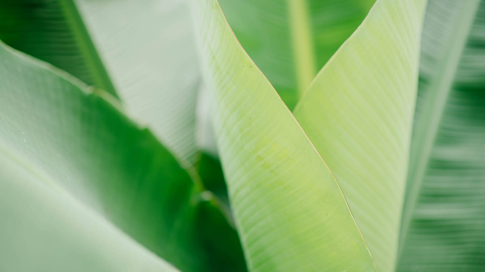Banana Leaf 1920X1080 Wallpaper and Background Image
