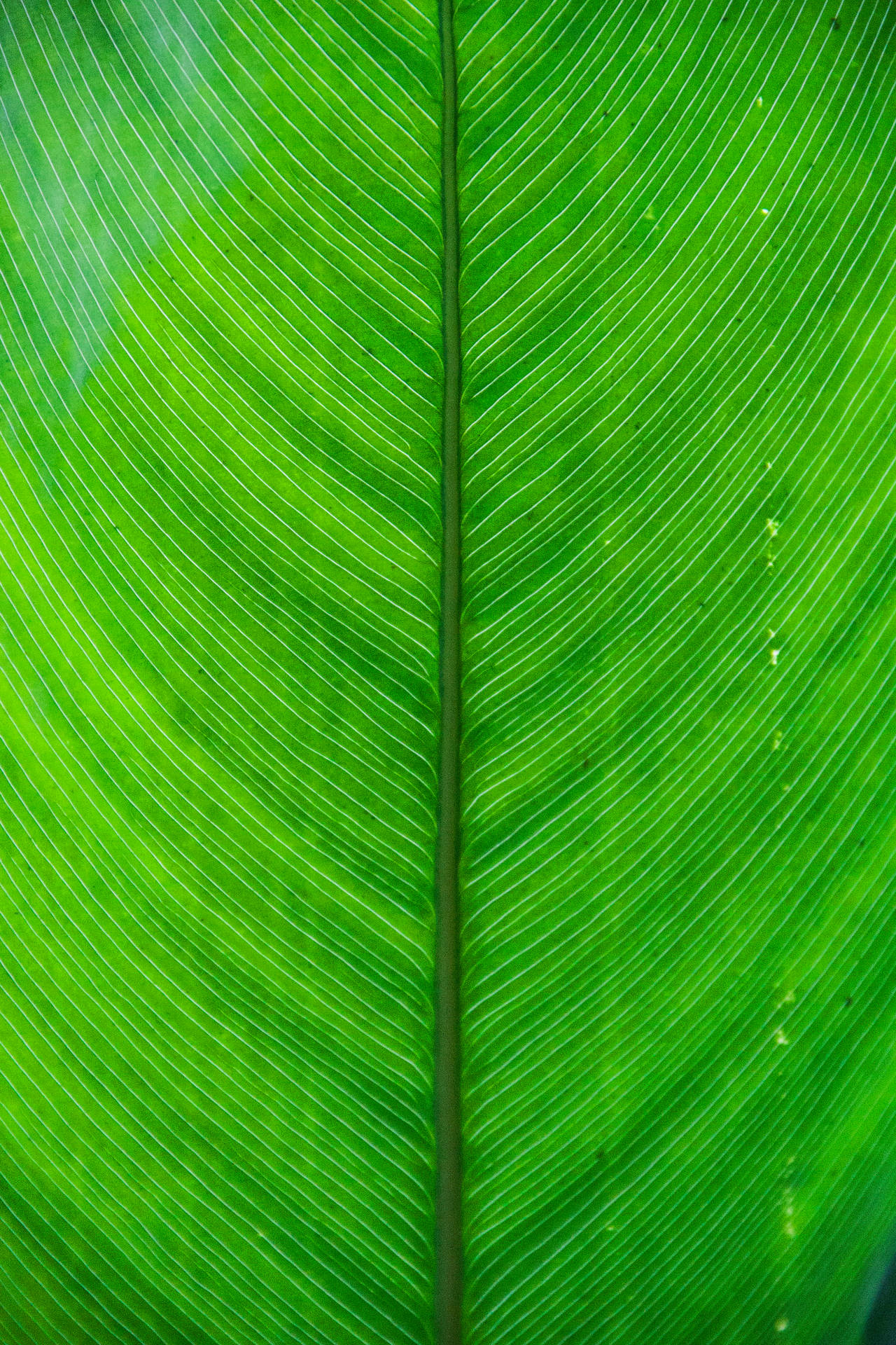2267X3401 Banana Leaf Wallpaper and Background
