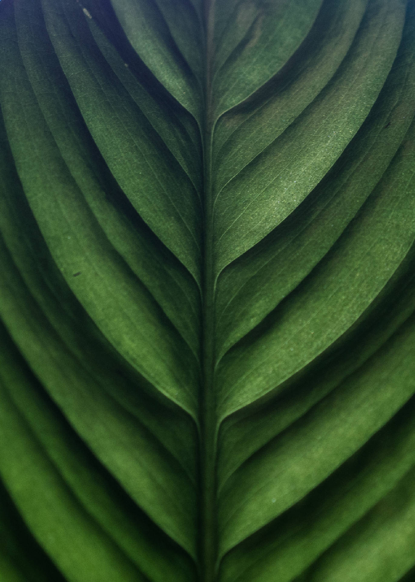 Banana Leaf 2481X3474 Wallpaper and Background Image