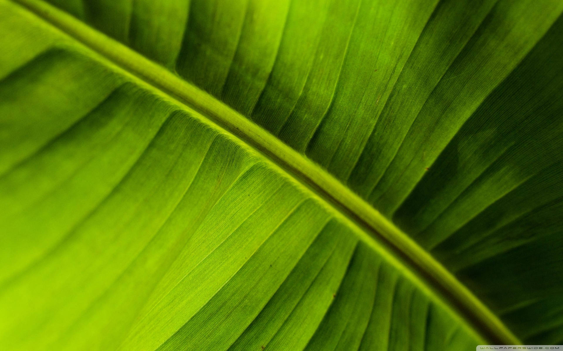 2560X1600 Banana Leaf Wallpaper and Background