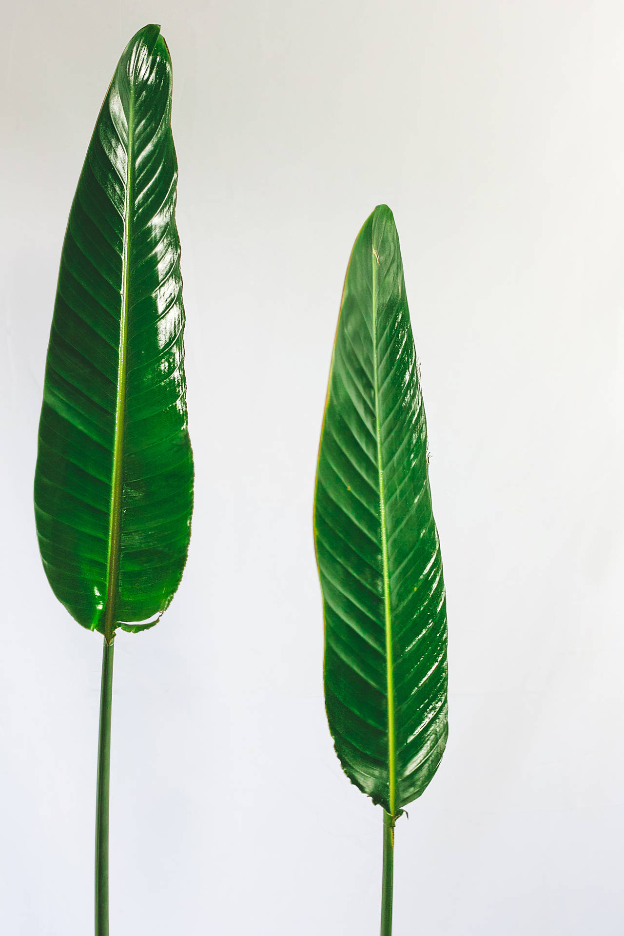 2581X3871 Banana Leaf Wallpaper and Background