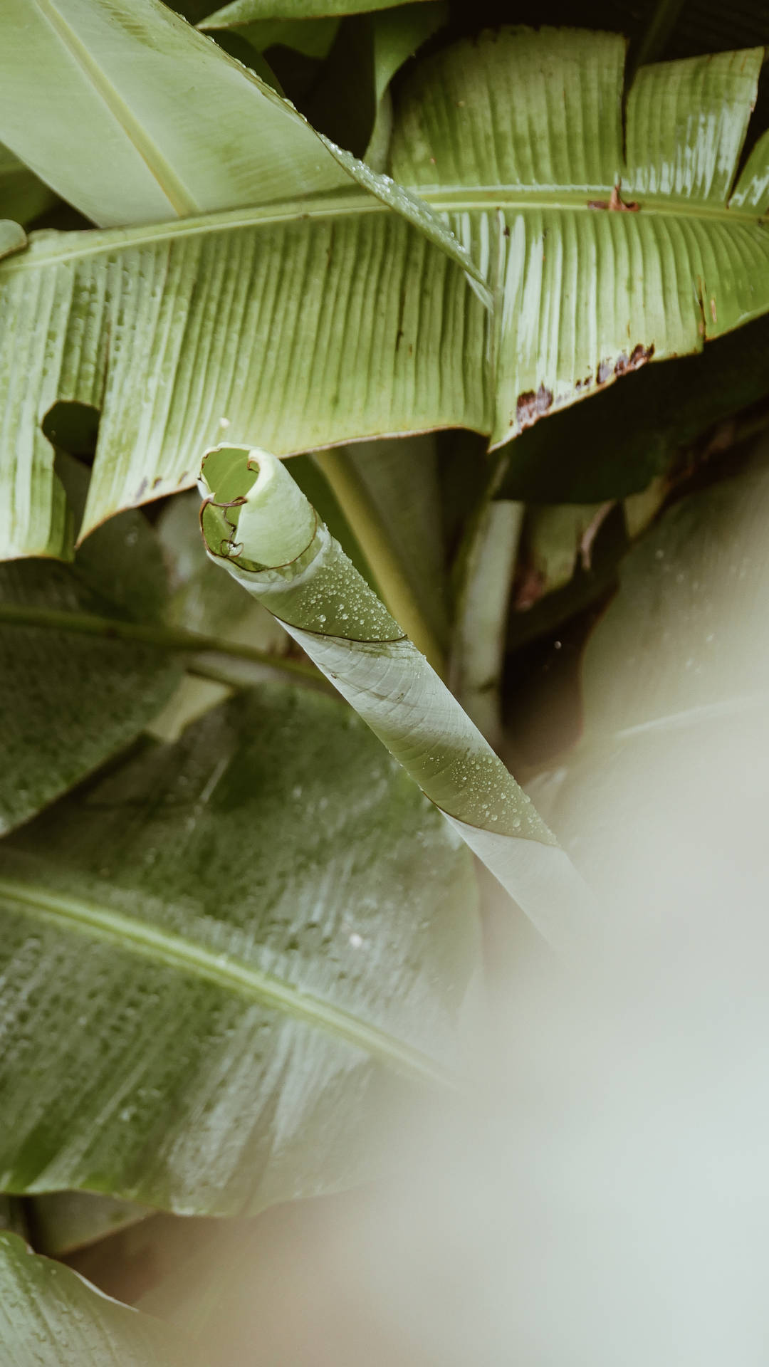 2584X4592 Banana Leaf Wallpaper and Background
