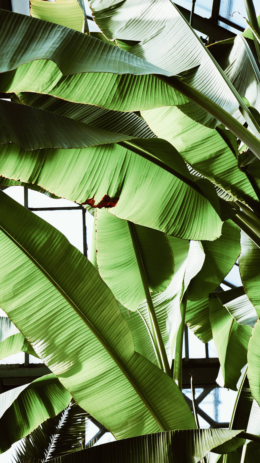 Banana Leaf 2584X4592 Wallpaper and Background Image
