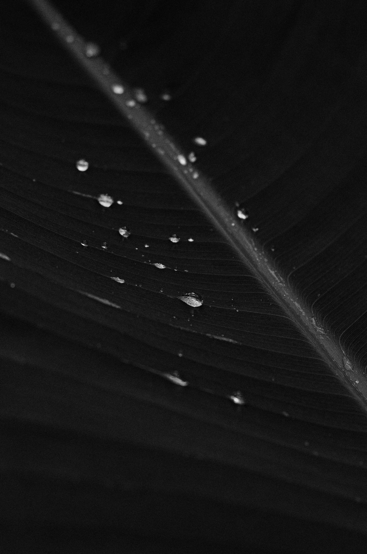 2836X4282 Banana Leaf Wallpaper and Background