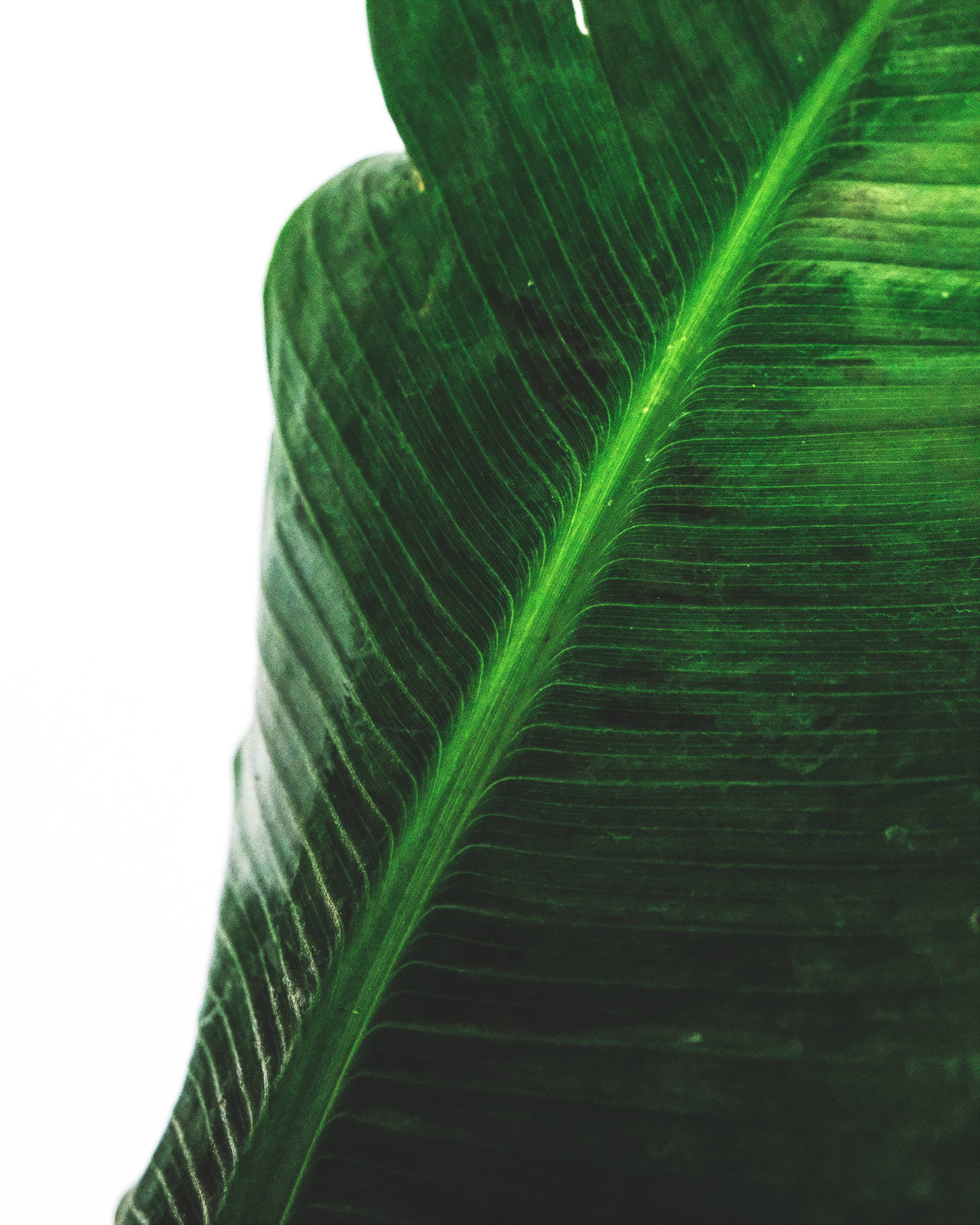2944X3680 Banana Leaf Wallpaper and Background