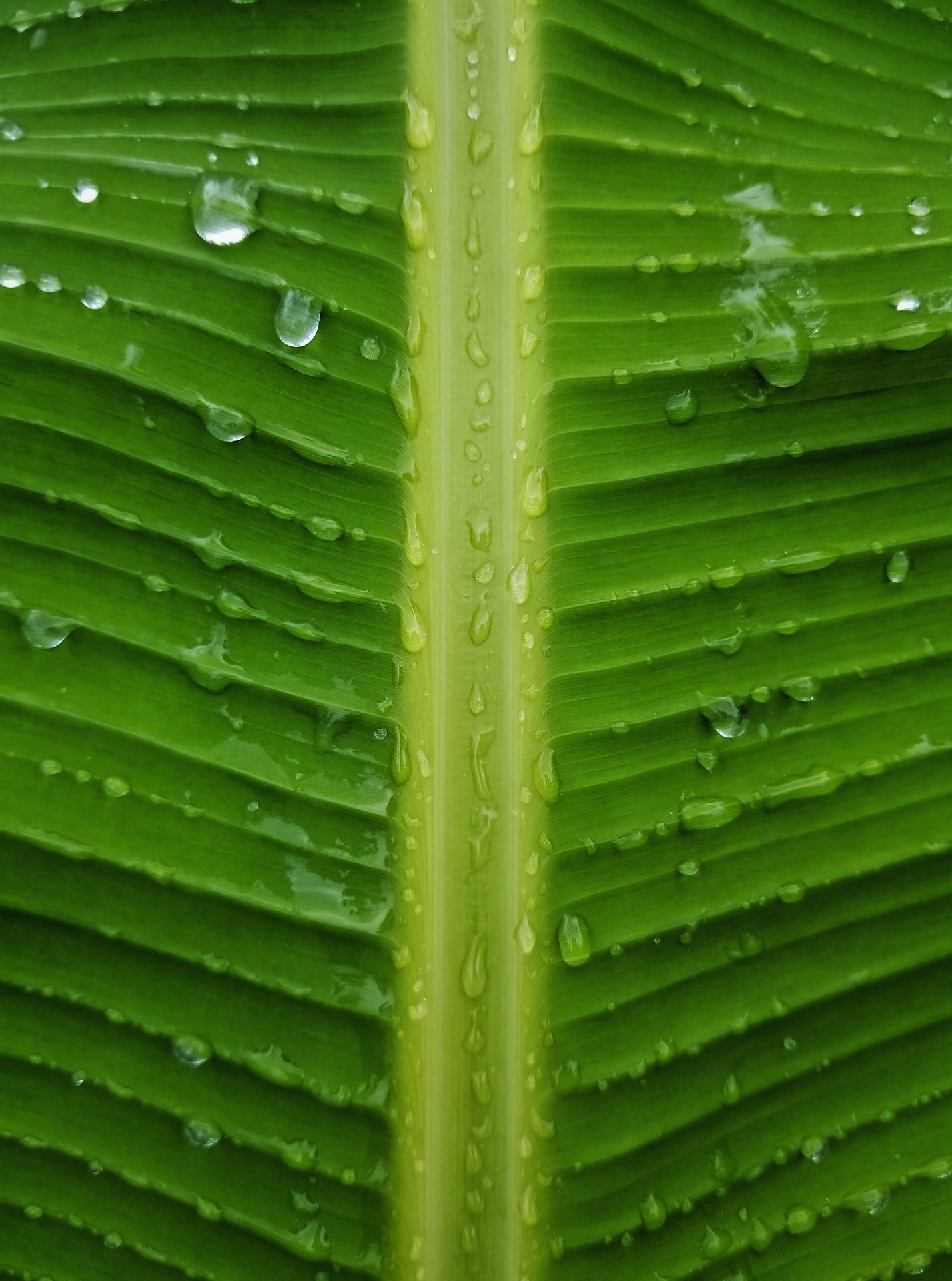 Banana Leaf 2996X4032 Wallpaper and Background Image