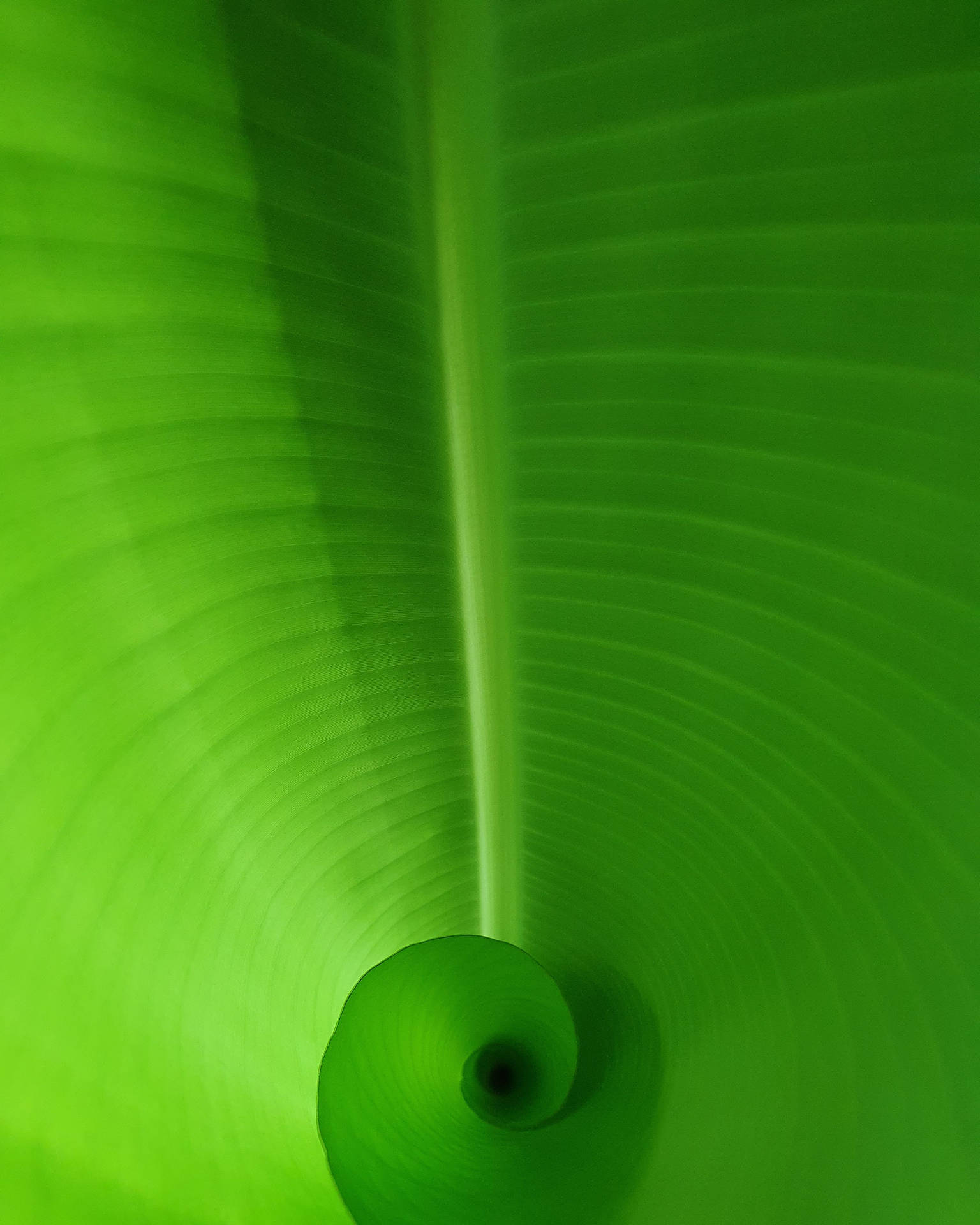 Banana Leaf 3024X3780 Wallpaper and Background Image