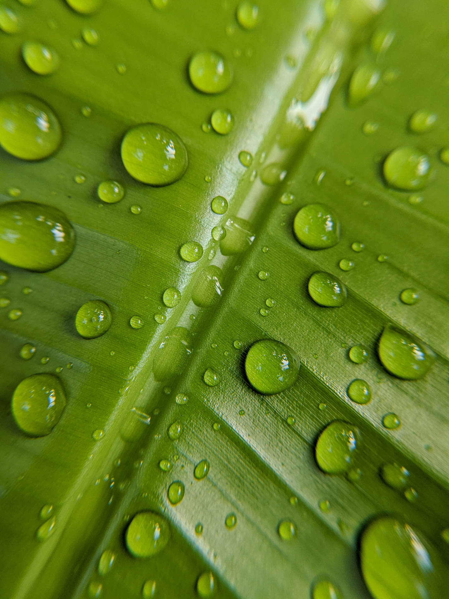 3024X4032 Banana Leaf Wallpaper and Background