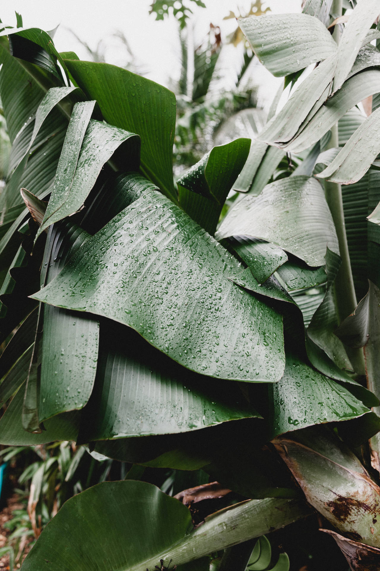 3744X5616 Banana Leaf Wallpaper and Background