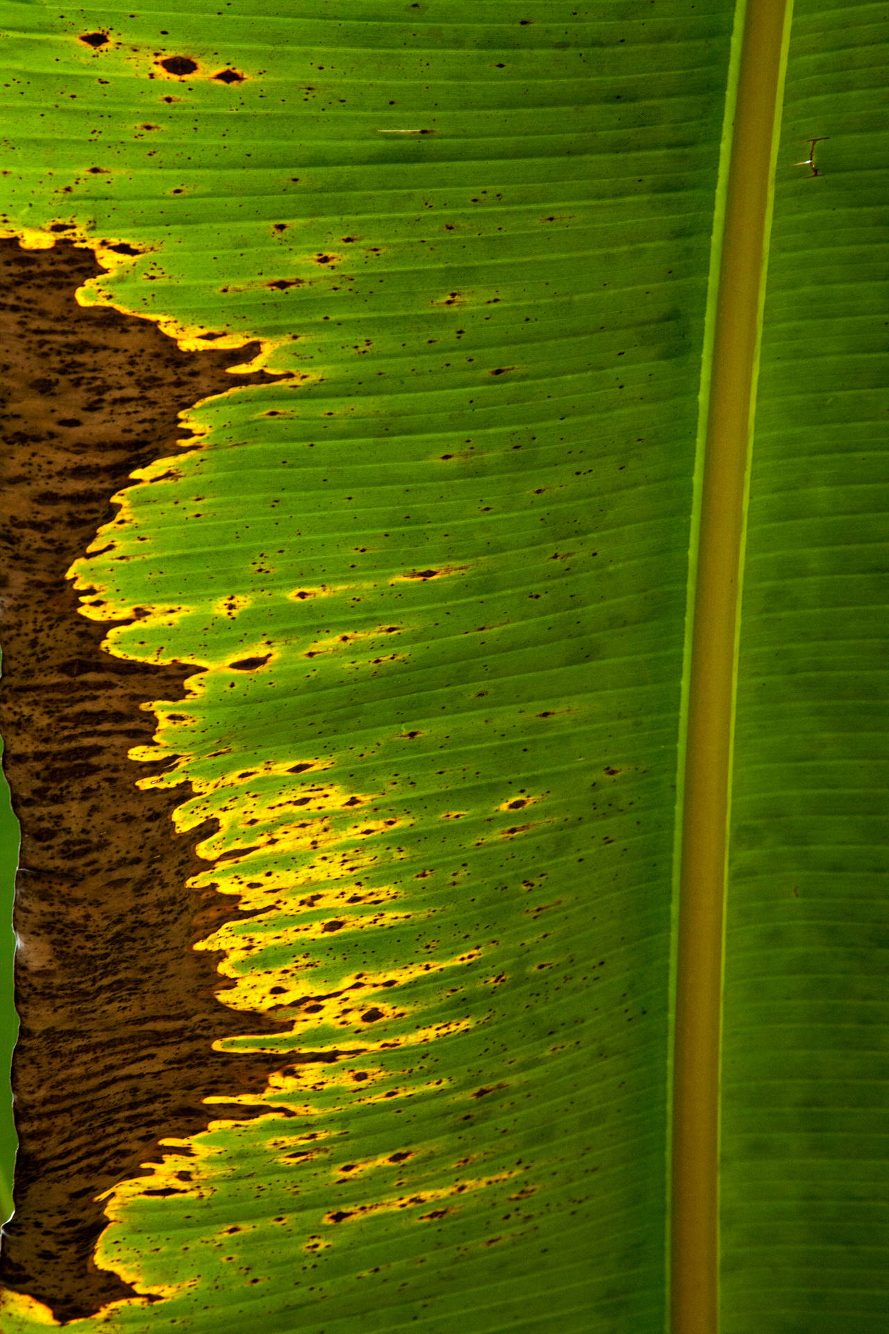 3744X5616 Banana Leaf Wallpaper and Background