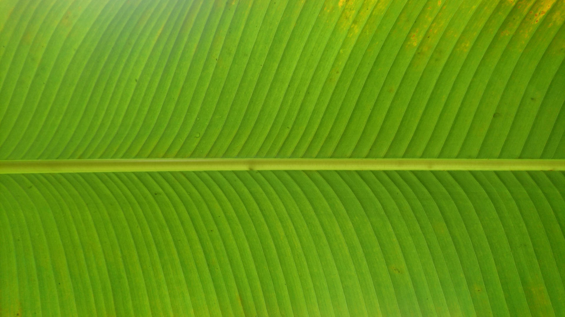 Banana Leaf 3840X2160 Wallpaper and Background Image