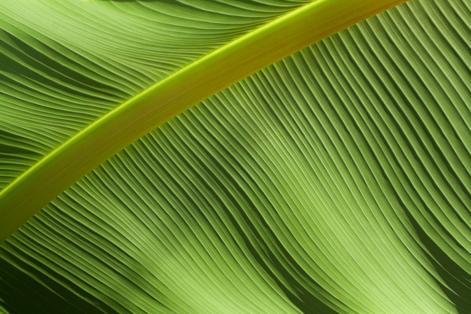 3888X2592 Banana Leaf Wallpaper and Background