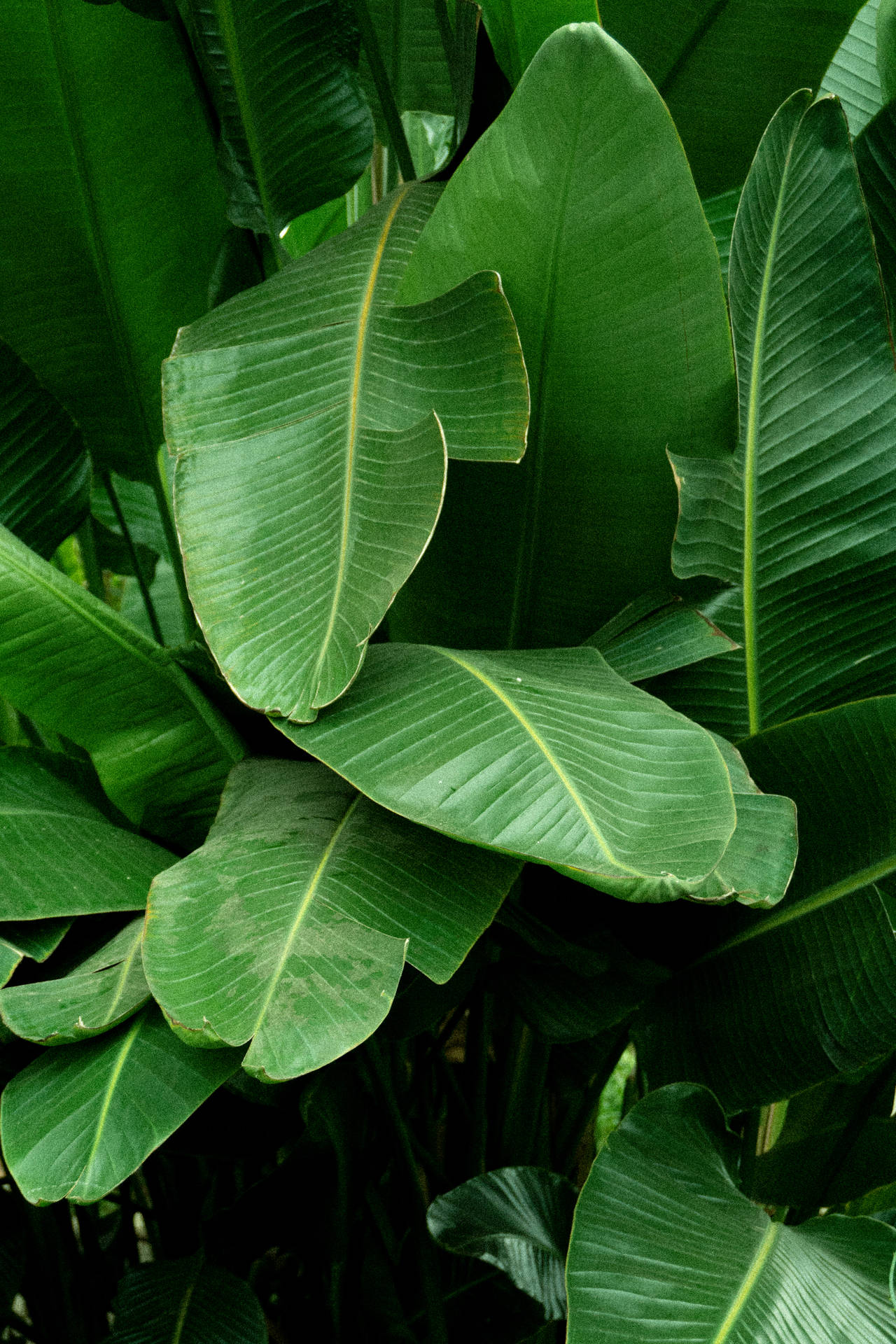 4000X6000 Banana Leaf Wallpaper and Background