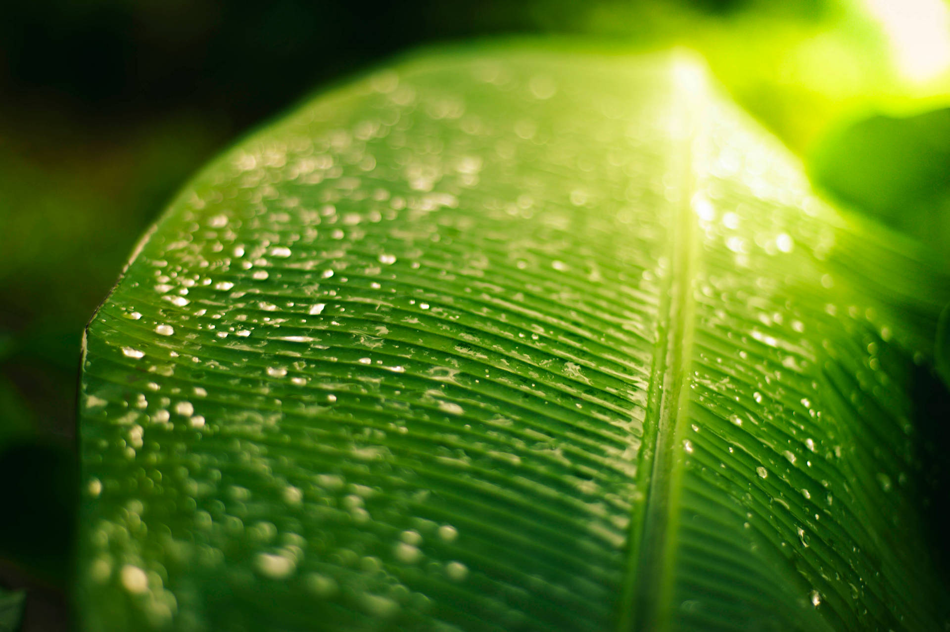 Banana Leaf 4256X2832 Wallpaper and Background Image