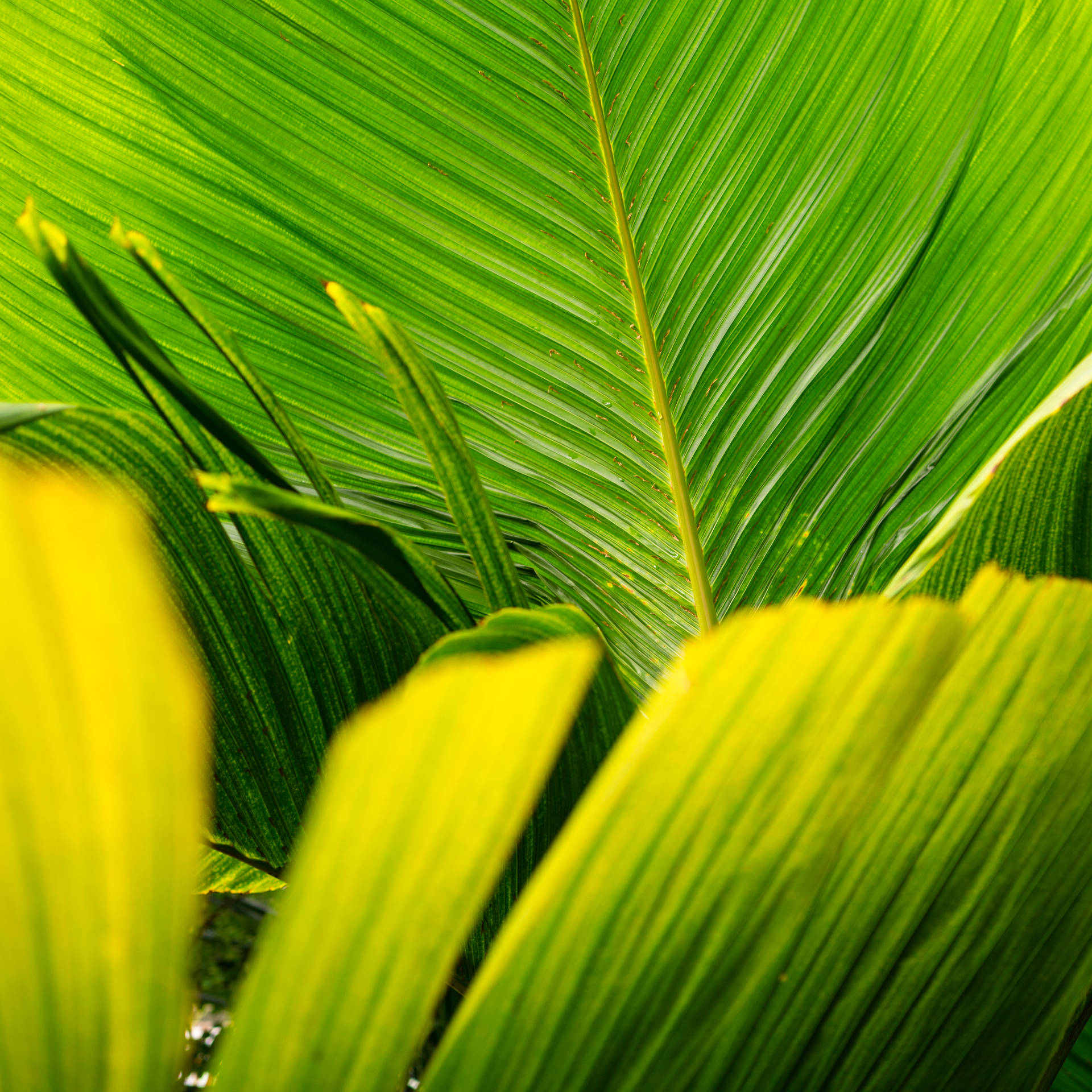 4779X4779 Banana Leaf Wallpaper and Background