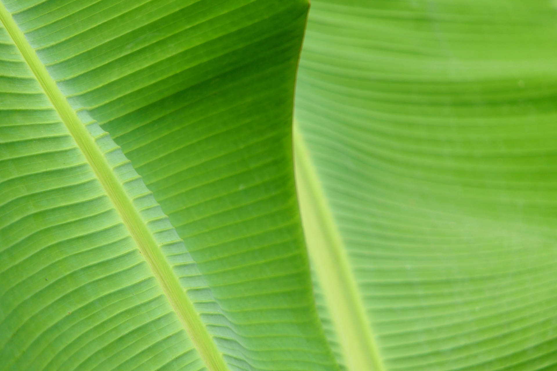 5472X3648 Banana Leaf Wallpaper and Background