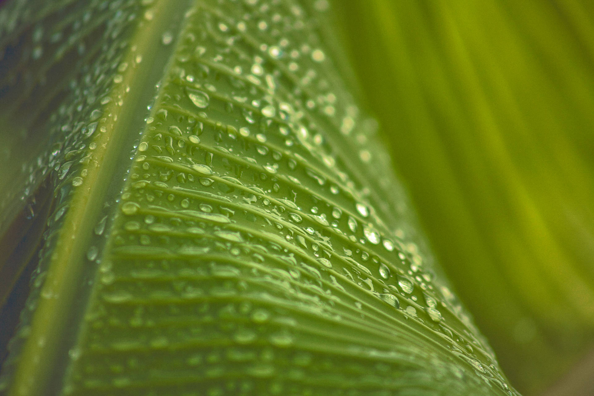 5616X3744 Banana Leaf Wallpaper and Background