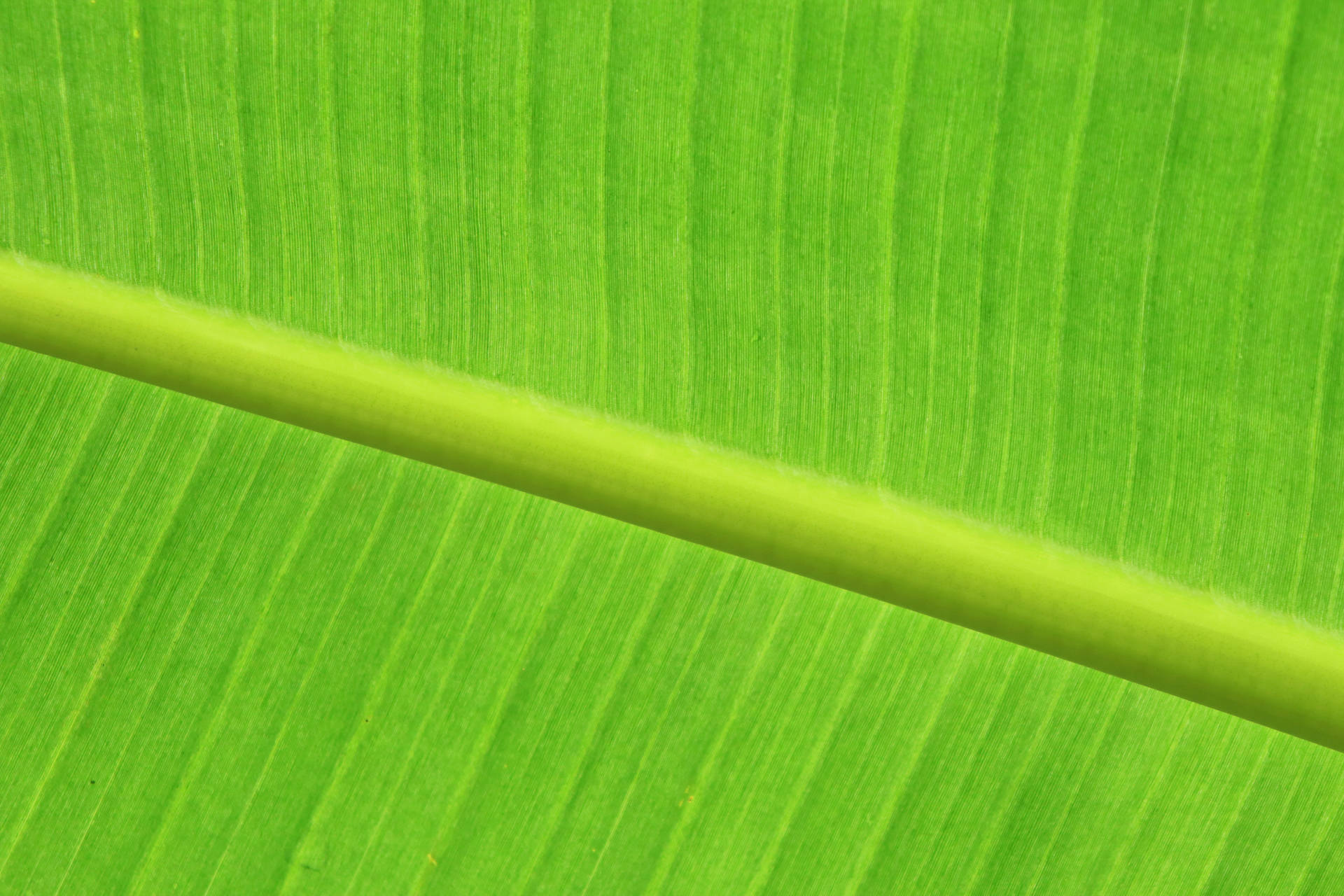 6000X4000 Banana Leaf Wallpaper and Background