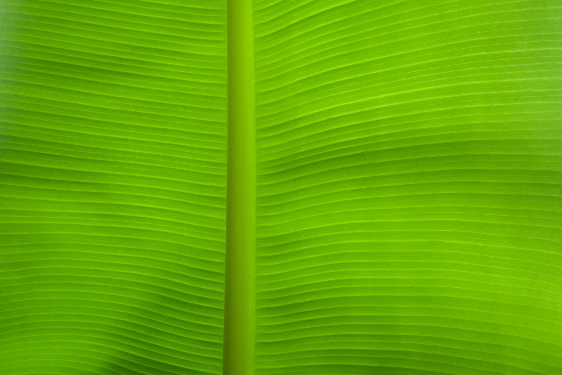 Banana Leaf 6000X4000 Wallpaper and Background Image