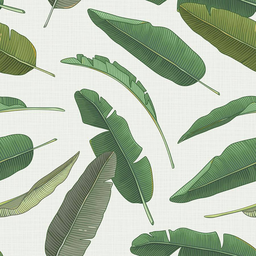 900X900 Banana Leaf Wallpaper and Background