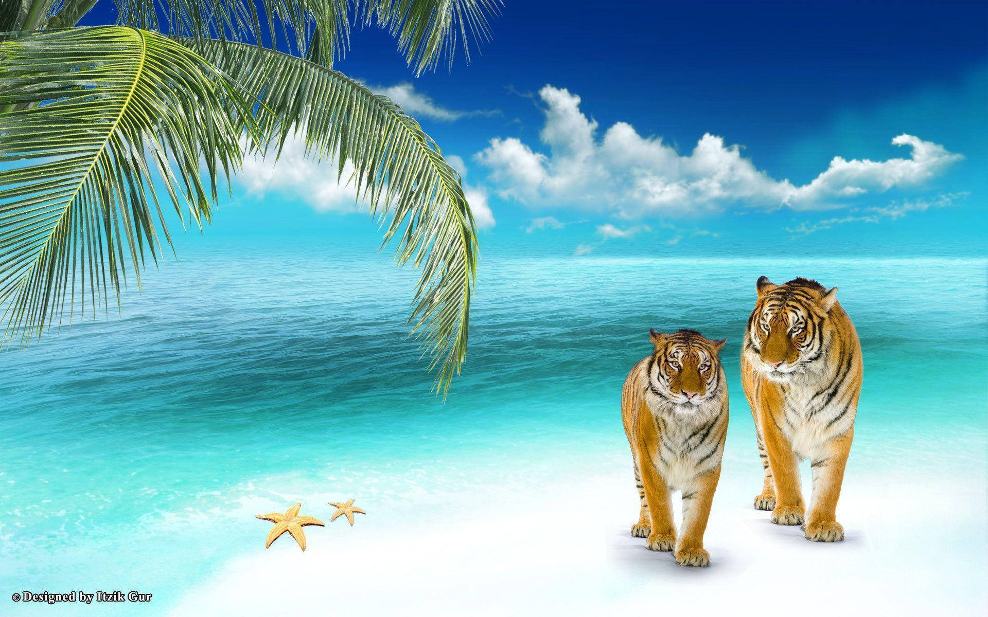 Beach 1920X1200 Wallpaper and Background Image
