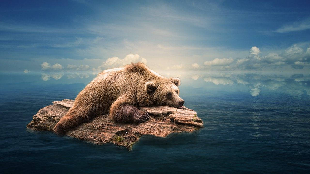 Bear 1280X720 Wallpaper and Background Image