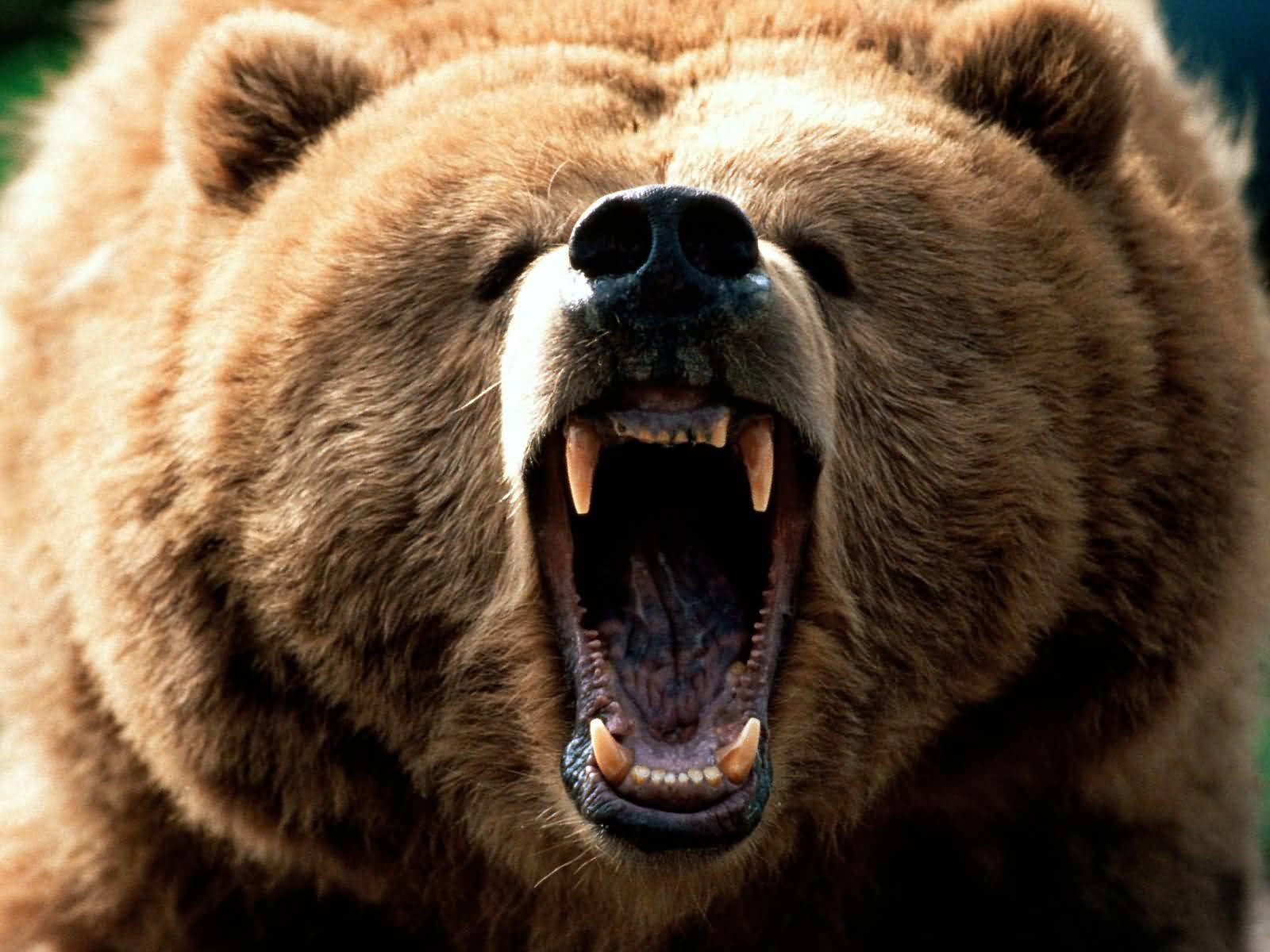 Bear 1600X1200 Wallpaper and Background Image