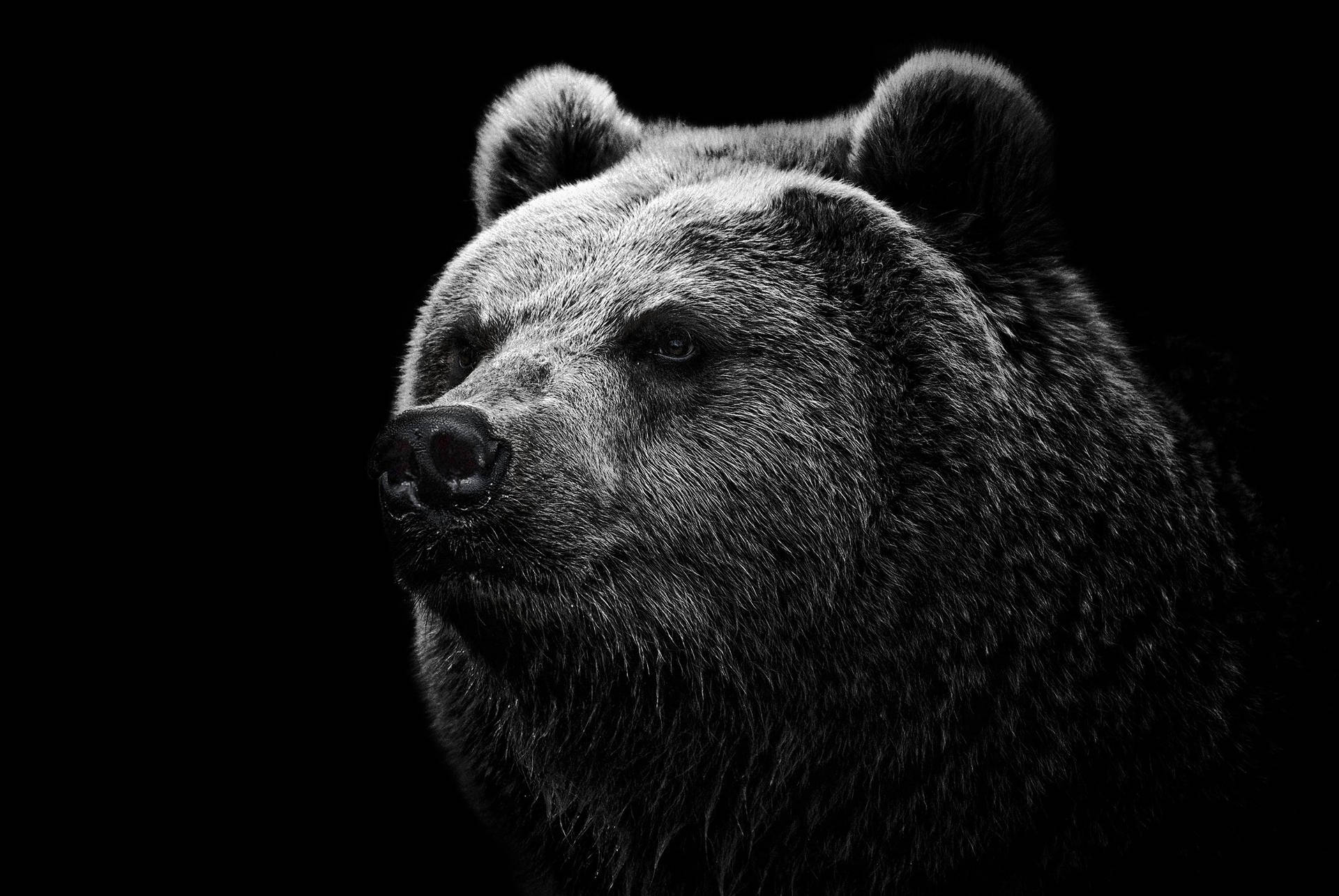 2048X1371 Bear Wallpaper and Background