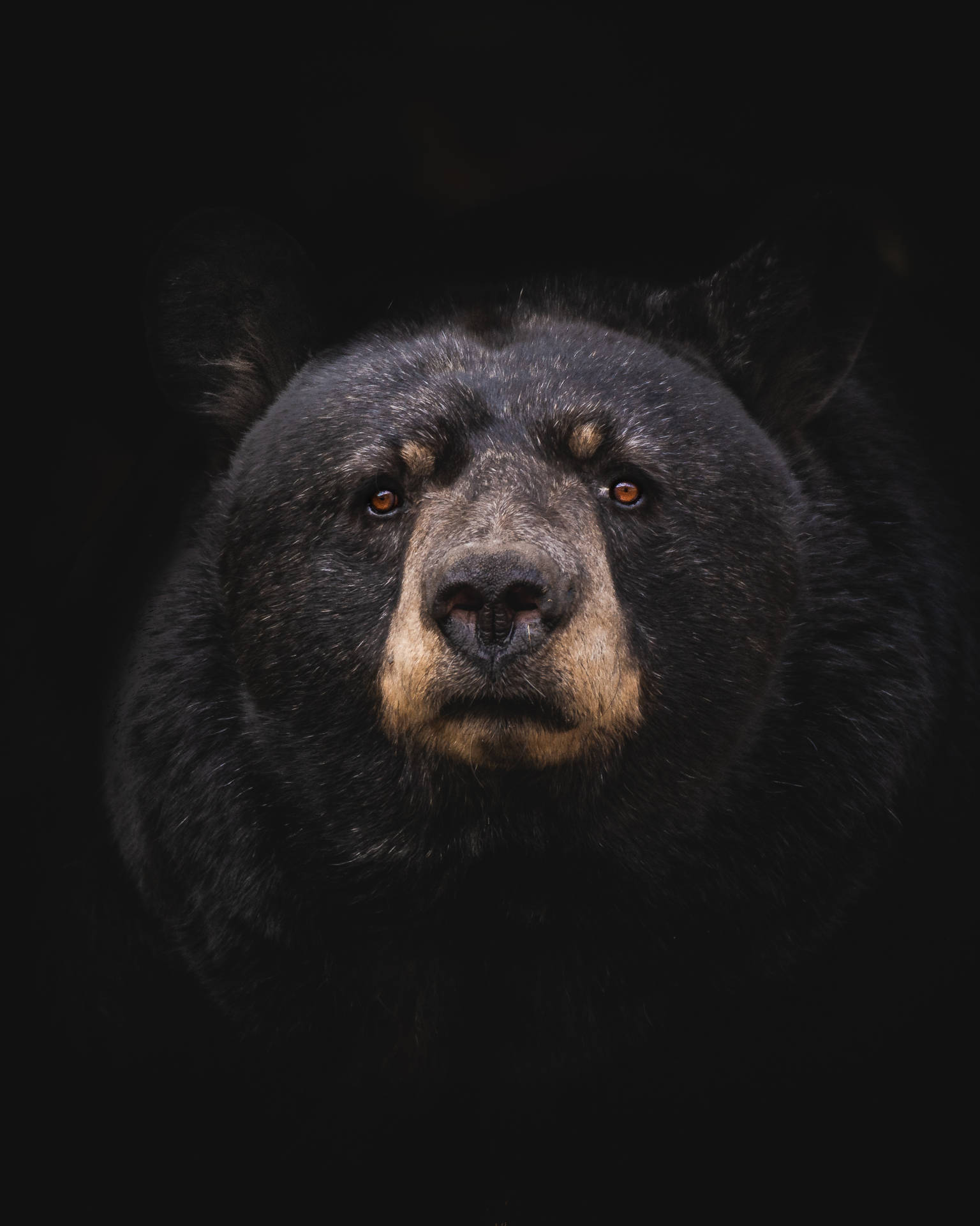 Bear 2337X2921 Wallpaper and Background Image