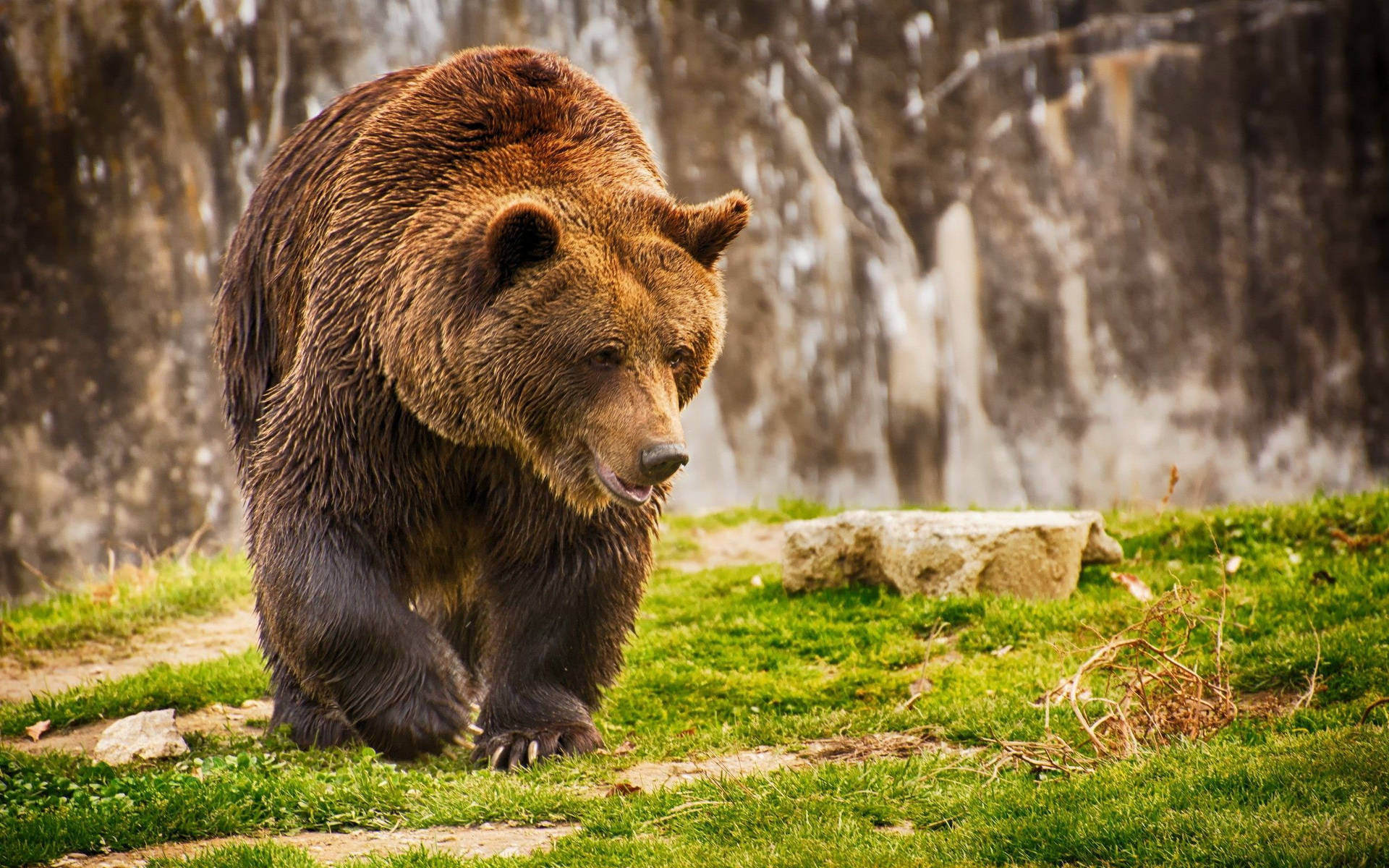Bear 2560X1600 Wallpaper and Background Image