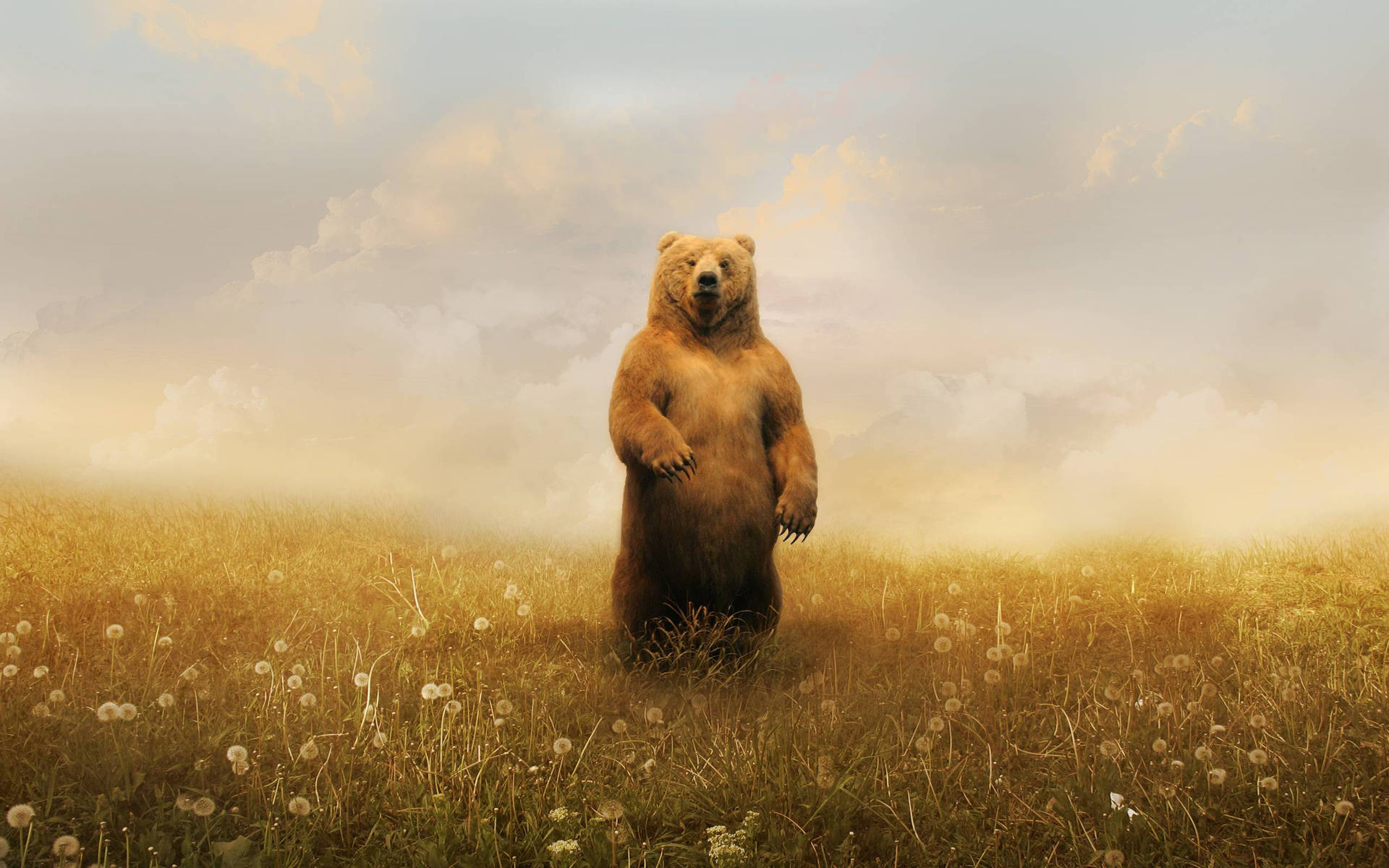Bear 2560X1600 Wallpaper and Background Image