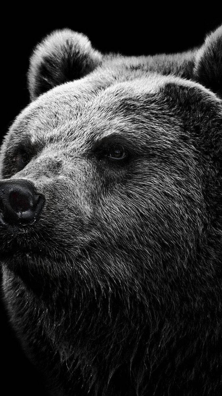 750X1334 Bear Wallpaper and Background