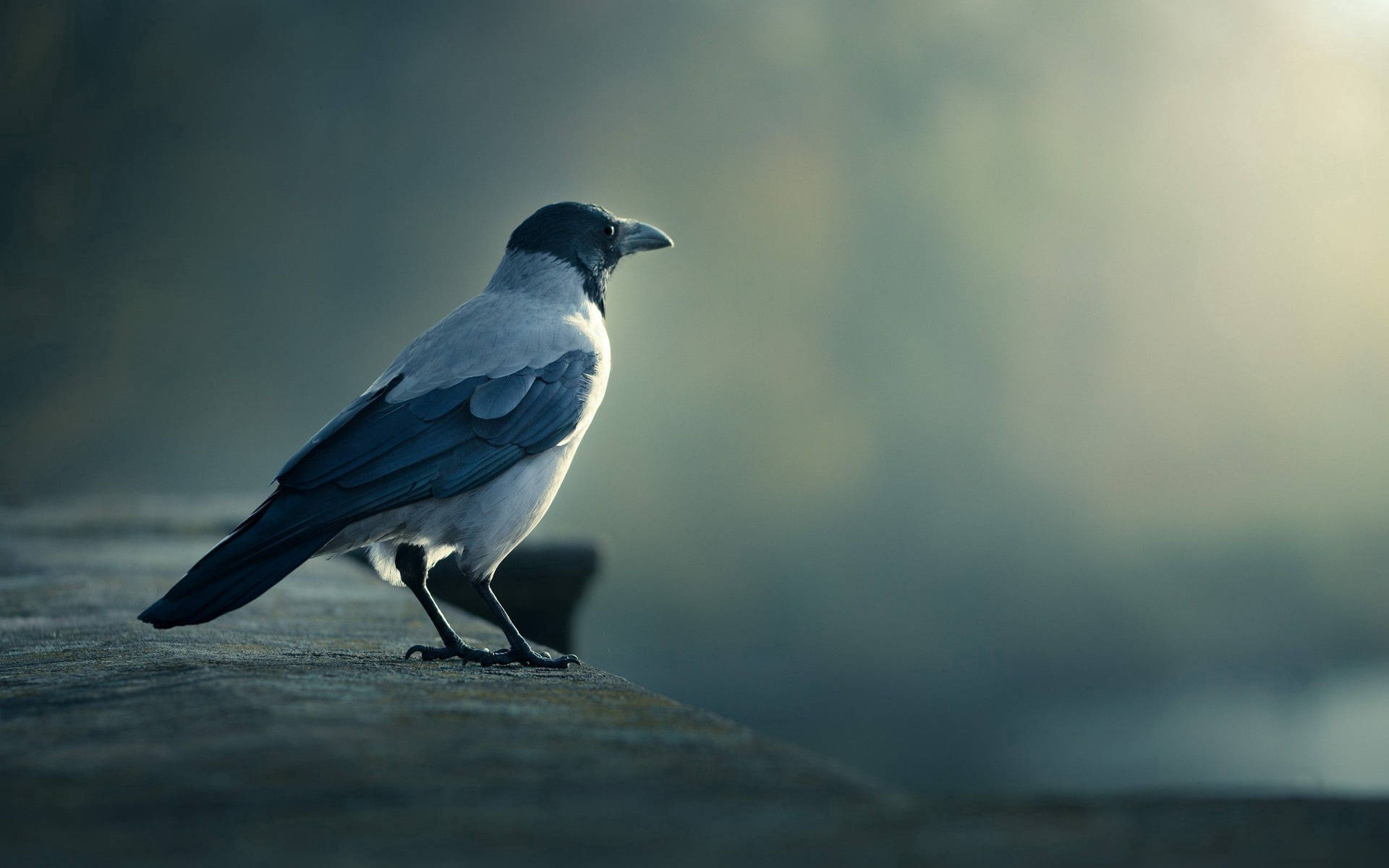 Bird 2560X1600 Wallpaper and Background Image