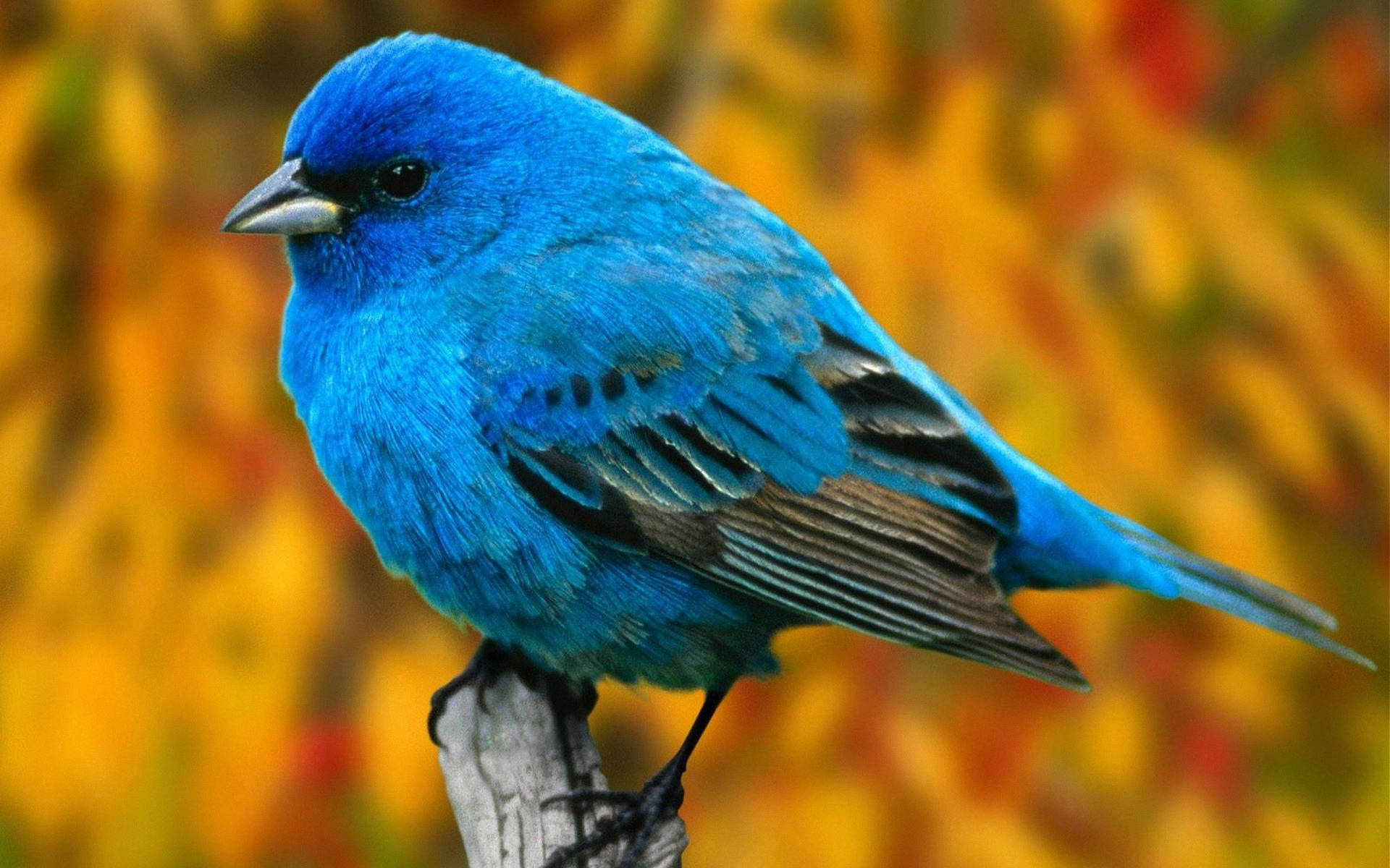 Bird 2560X1600 Wallpaper and Background Image