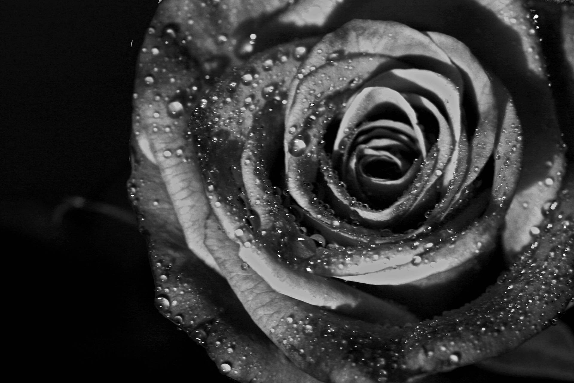 Black And White 3888X2592 Wallpaper and Background Image