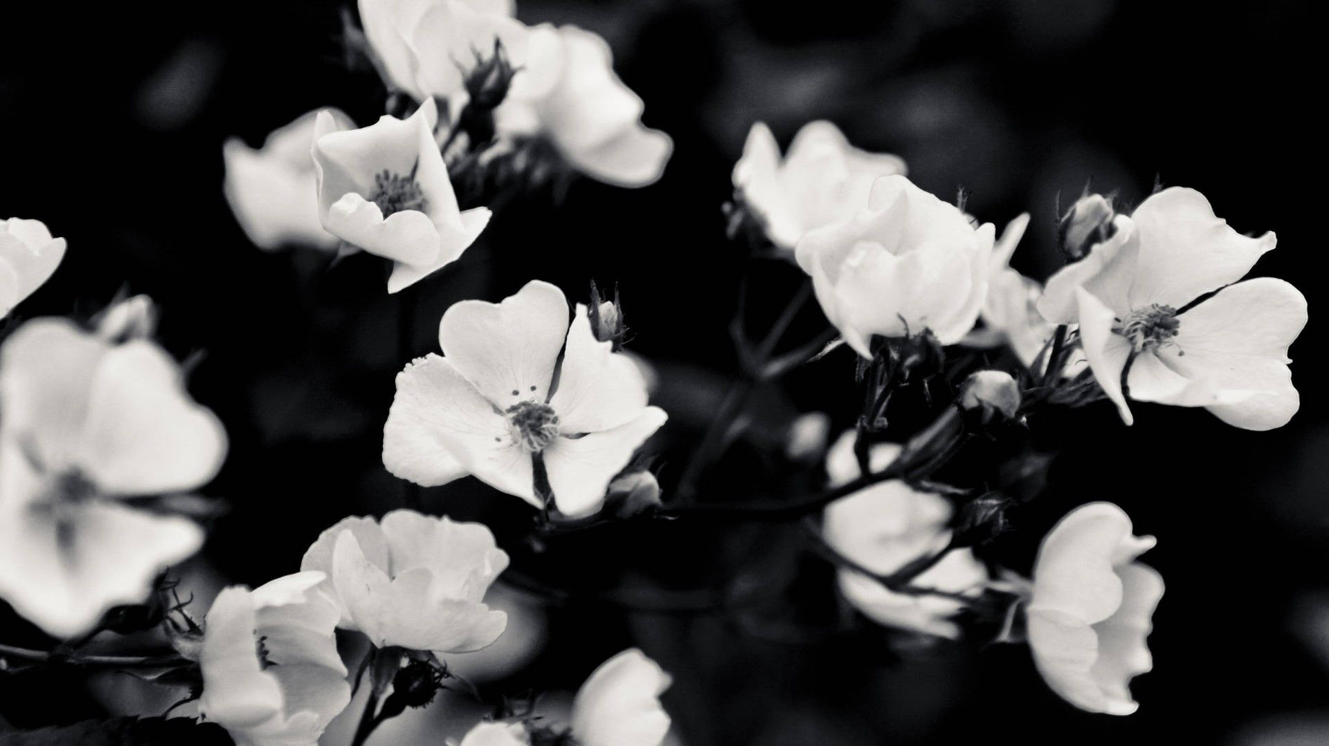 Black And White Aesthetic 2048X1151 Wallpaper and Background Image